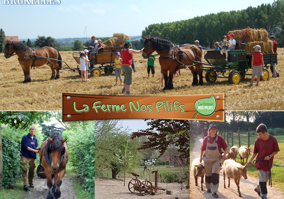 Visite de la ferme Nos Pilifs (animaux, …) à Neder-over-Heembeek.